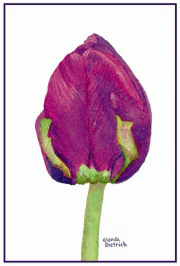 Tulip Royalty